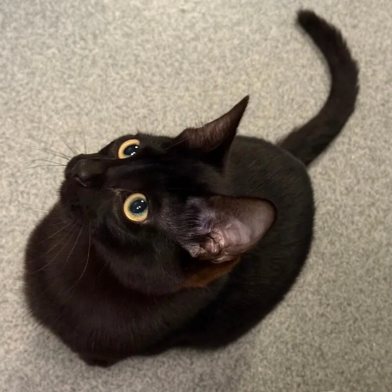 A young medium-sized female Black Domestic Short Hair cat named Hydra for adoption in Fort Collins, CO