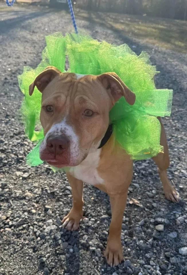 A young large-sized female Pit Bull Terrier dog named Bambi for adoption in Lakeland, GA