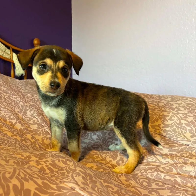 A baby medium-sized female Bicolor Husky dog named Sierra RW for adoption in Austin, TX