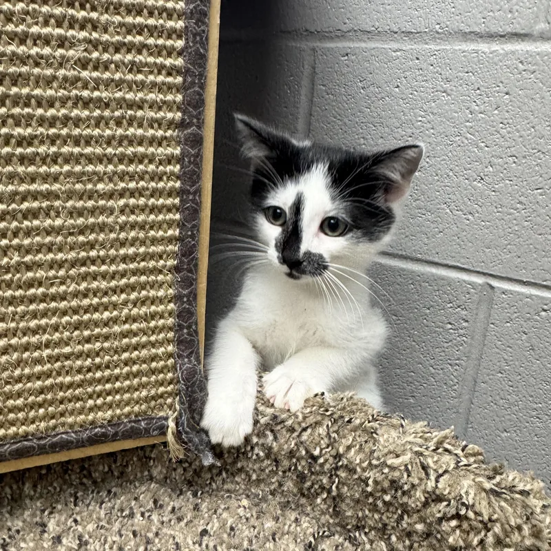 A baby medium-sized male White Domestic Short Hair cat named Gorgeous Ronnie for adoption in Burlington, NC