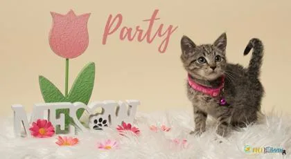 Party thumbnail 2