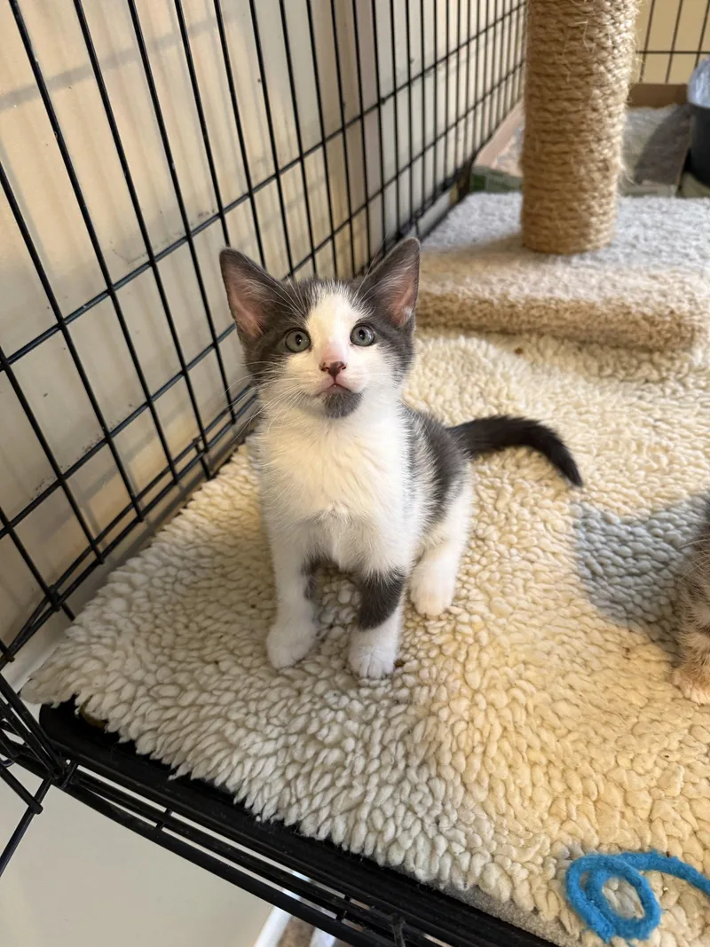 A baby medium-sized female Domestic Short Hair cat named Venus for adoption in Broomall, PA