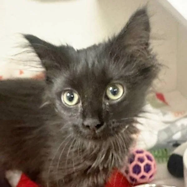 A baby small-sized female Domestic Long Hair cat named Mookie for adoption in Walnut Creek, CA