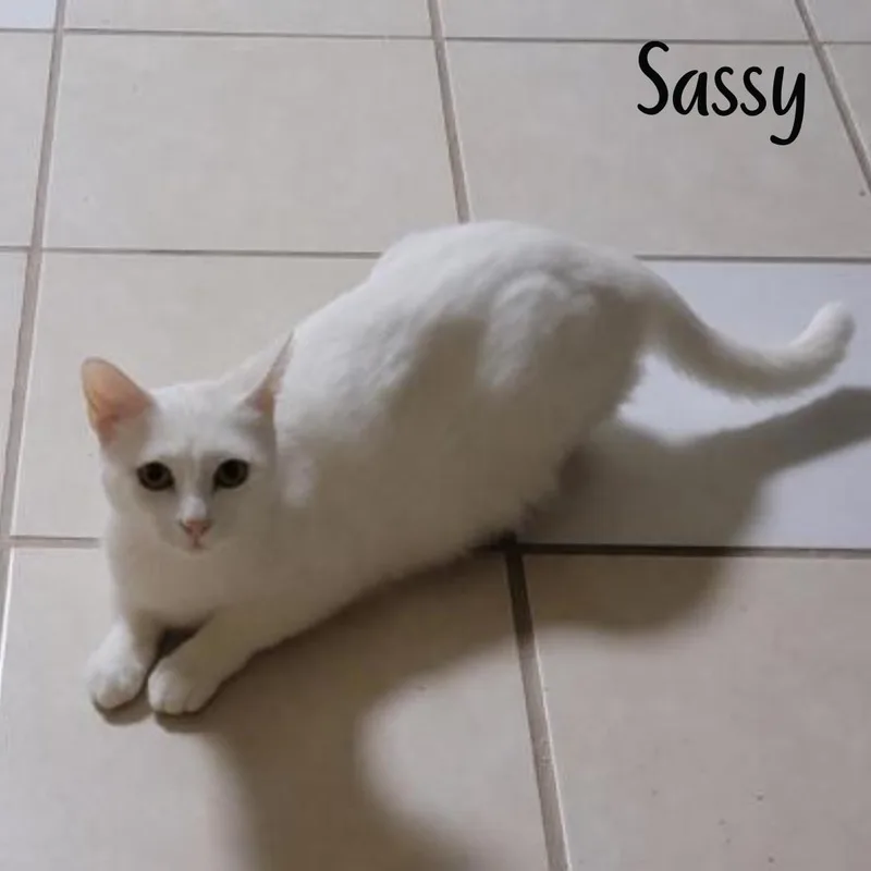 An adult medium-sized female White Domestic Short Hair cat named Sassy for adoption in Janesville, WI