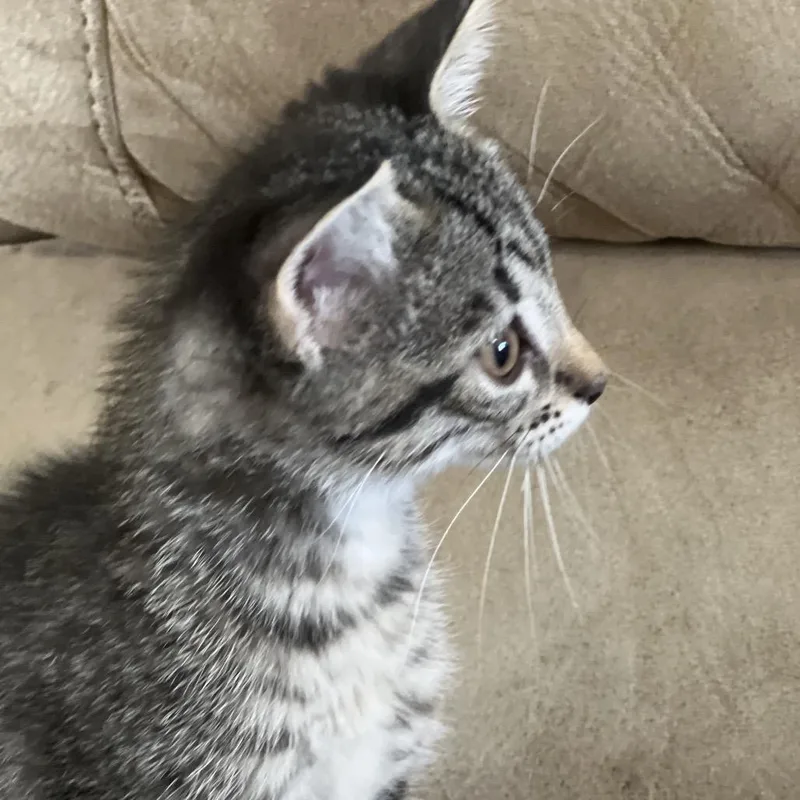 A baby small-sized female Gray / Blue / Silver American Shorthair cat named Chloe for adoption in Wadena, MN