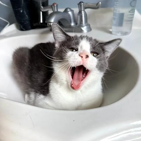 A young small-sized male Gray / Blue / Silver Domestic Short Hair cat named Latke for adoption in St. Louis, MO
