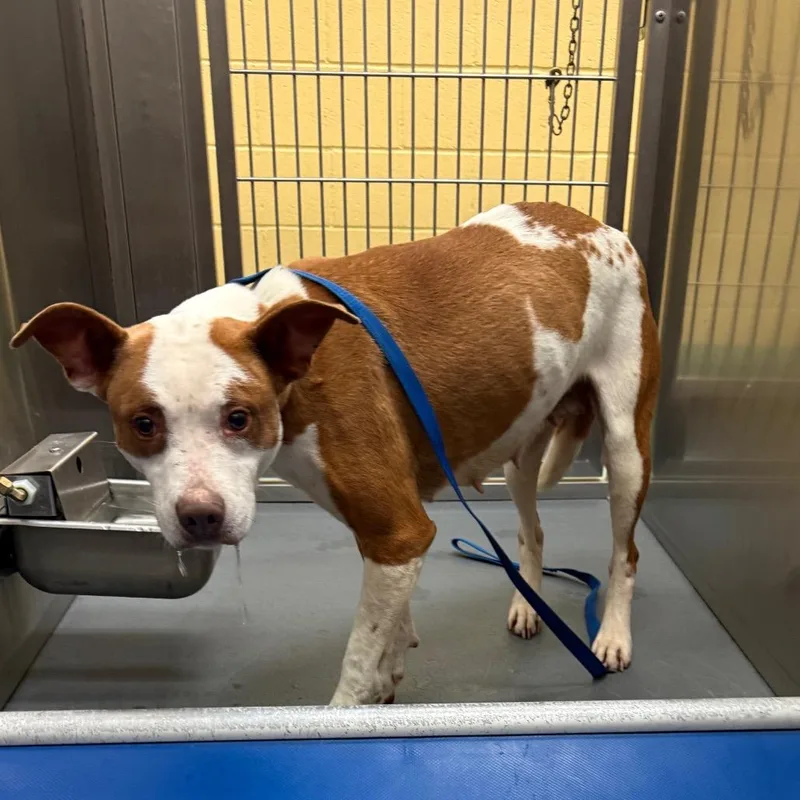 An adult small-sized female Brown / Chocolate Mixed Breed dog named Tammy Tam for adoption in Memphis, TN