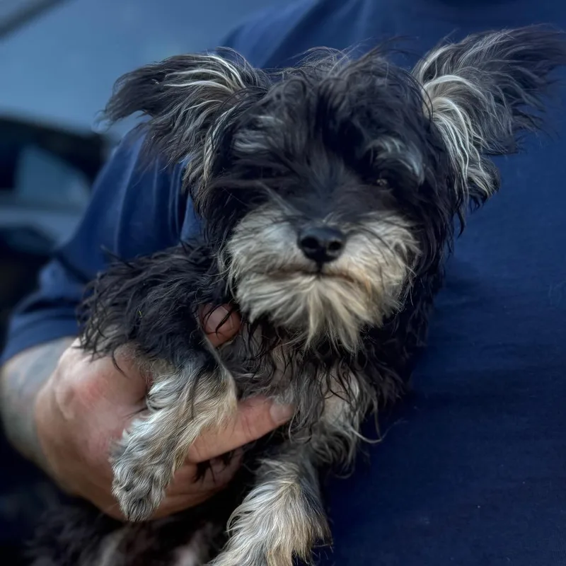 A baby small-sized male Yorkshire Terrier dog named Lenny for adoption in Lancaster, OH