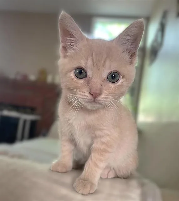 A baby small-sized male Domestic Short Hair cat named Cream Brulee for adoption in Sacramento, CA