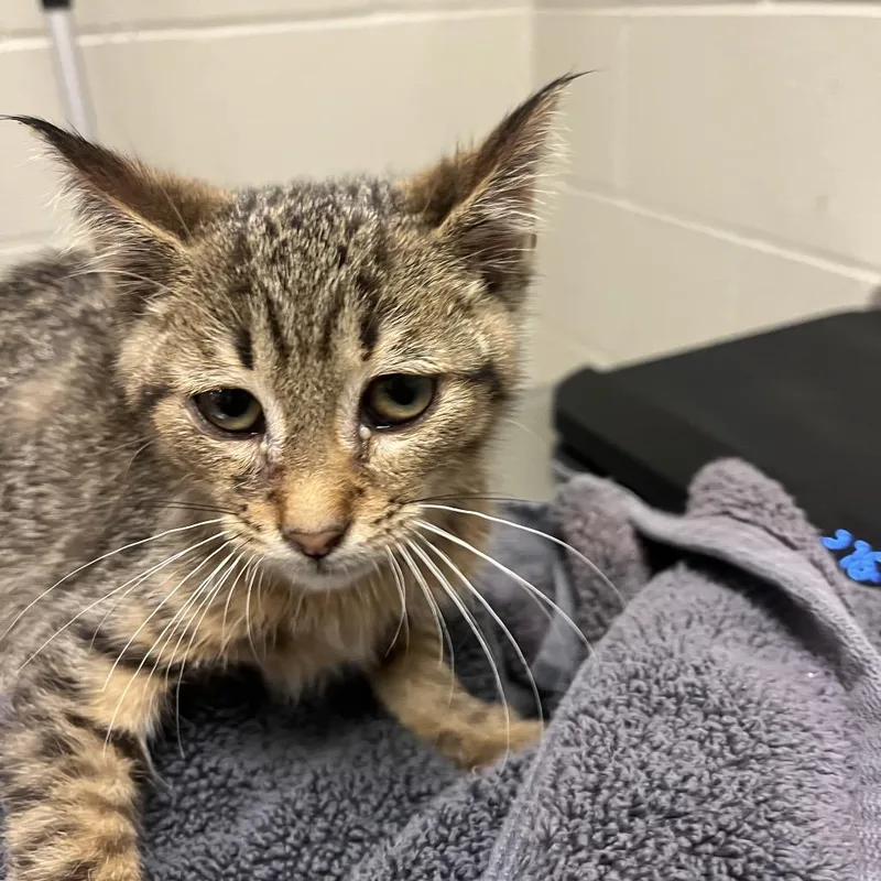A baby small-sized male Domestic Short Hair cat named Tyrone for adoption in Bristol, IN