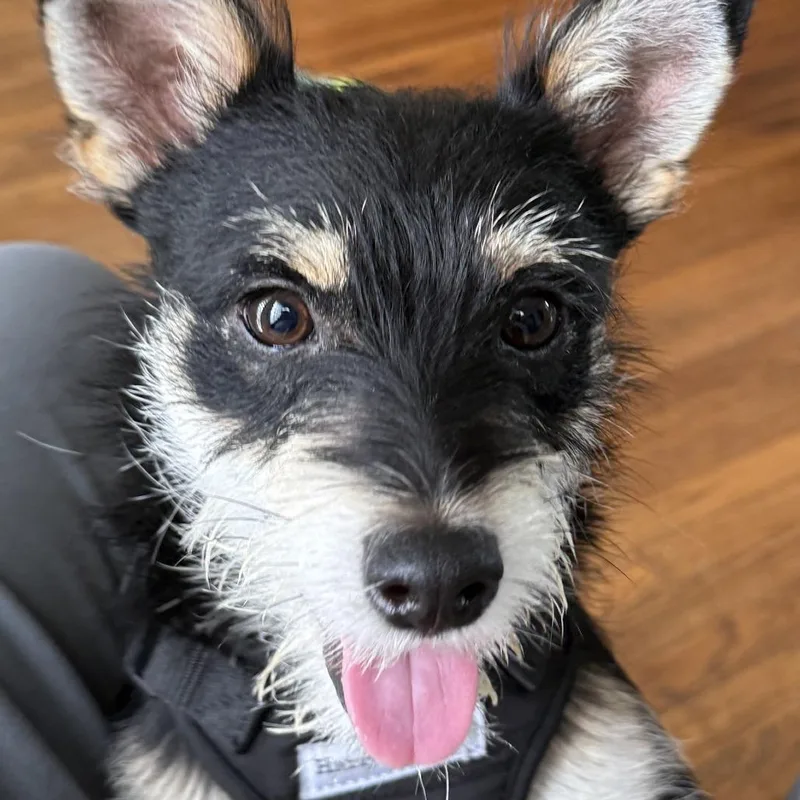 Zeke