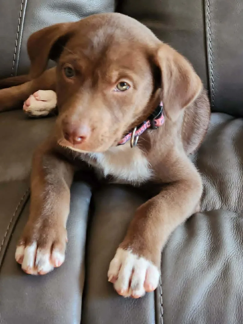 Mocha Moo Latte