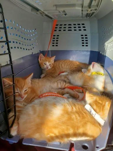 A young small-sized male Domestic Short Hair cat named Peter for adoption in Columbus, IN