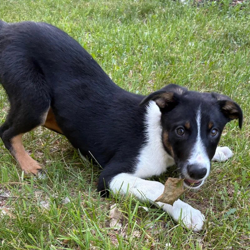 A baby medium-sized male Black Mixed Breed dog named Bear for adoption in Alma, WI