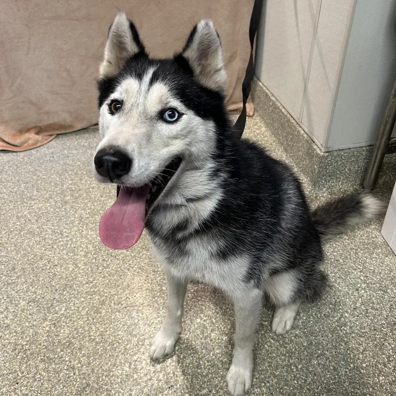 A senior medium-sized male White / Cream Siberian Husky dog named Max for adoption in San Gabriel, CA