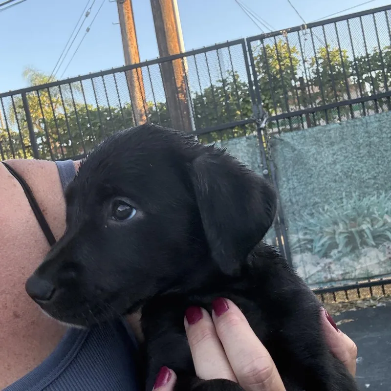 A baby small-sized female Black Chocolate Labrador Retriever dog named Kayla for adoption in Long Beach, CA