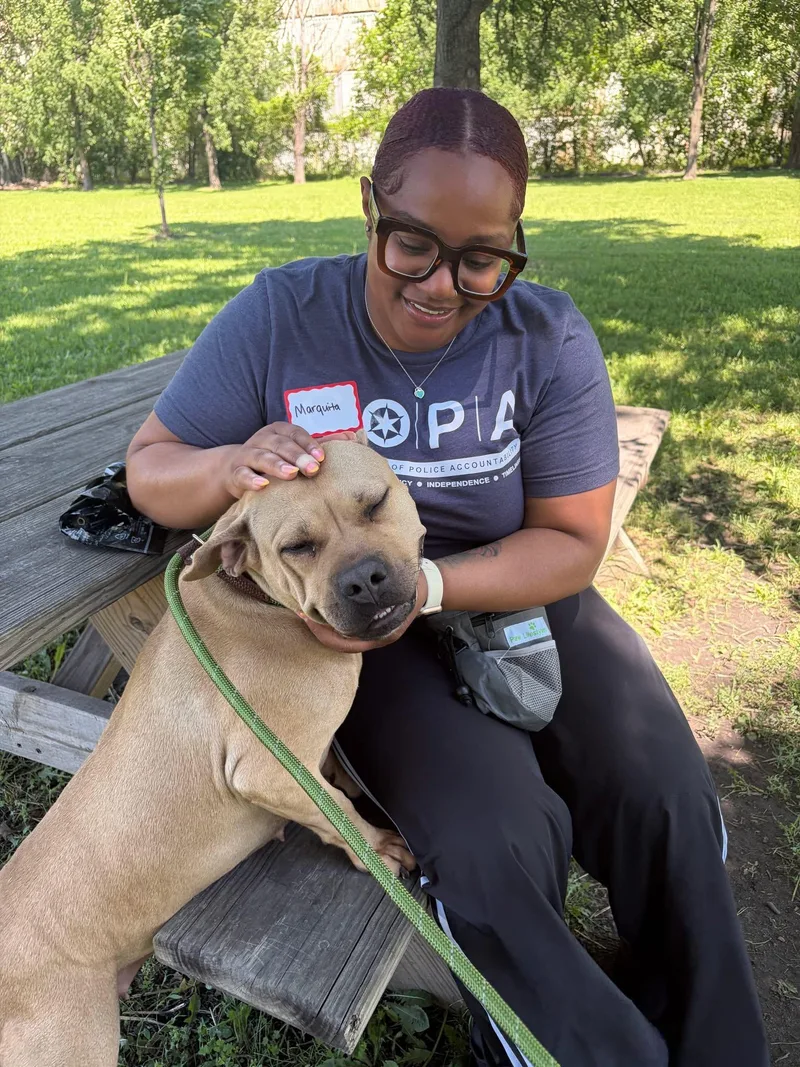 An adult medium-sized female Yellow / Tan / Blond / Fawn Pit Bull Terrier dog named Harmonica for adoption in Chicago, IL