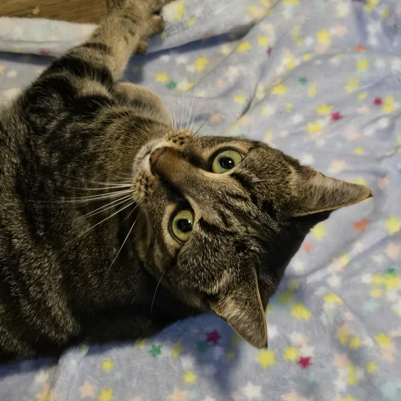 A young medium-sized female Tabby (Brown / Chocolate) Domestic Short Hair cat named Luna for adoption in Sewell, NJ