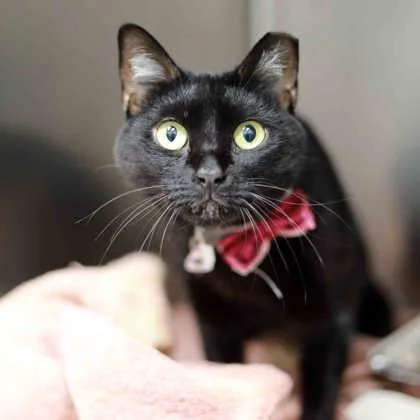 An adult small-sized female Black Domestic Short Hair cat named Maya for adoption in Atlanta, GA