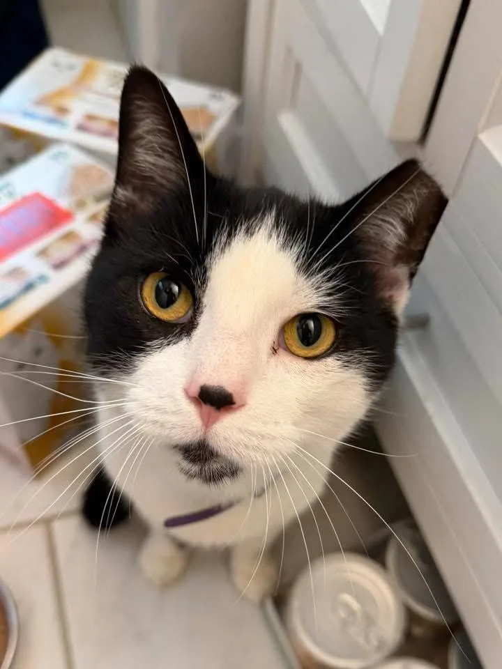 An adult medium-sized male American Shorthair cat named Sylvester for adoption in North Chesterfield, VA
