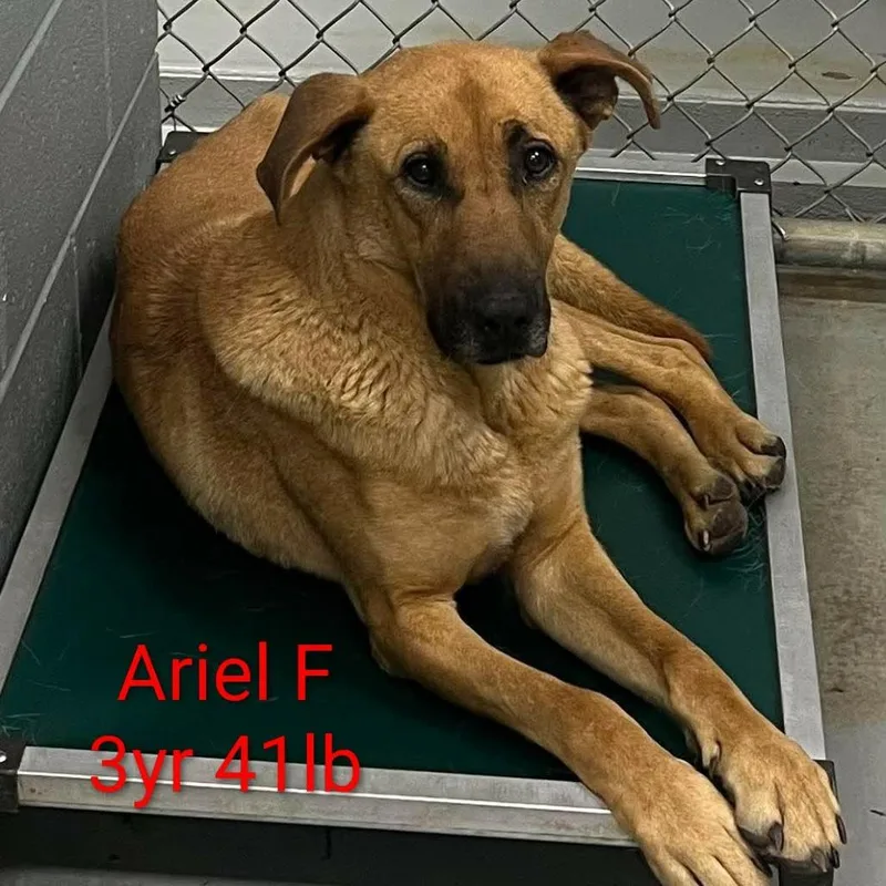 An adult medium-sized female Brown / Chocolate Shepherd dog named Ariel for adoption in Fairfax Station, VA