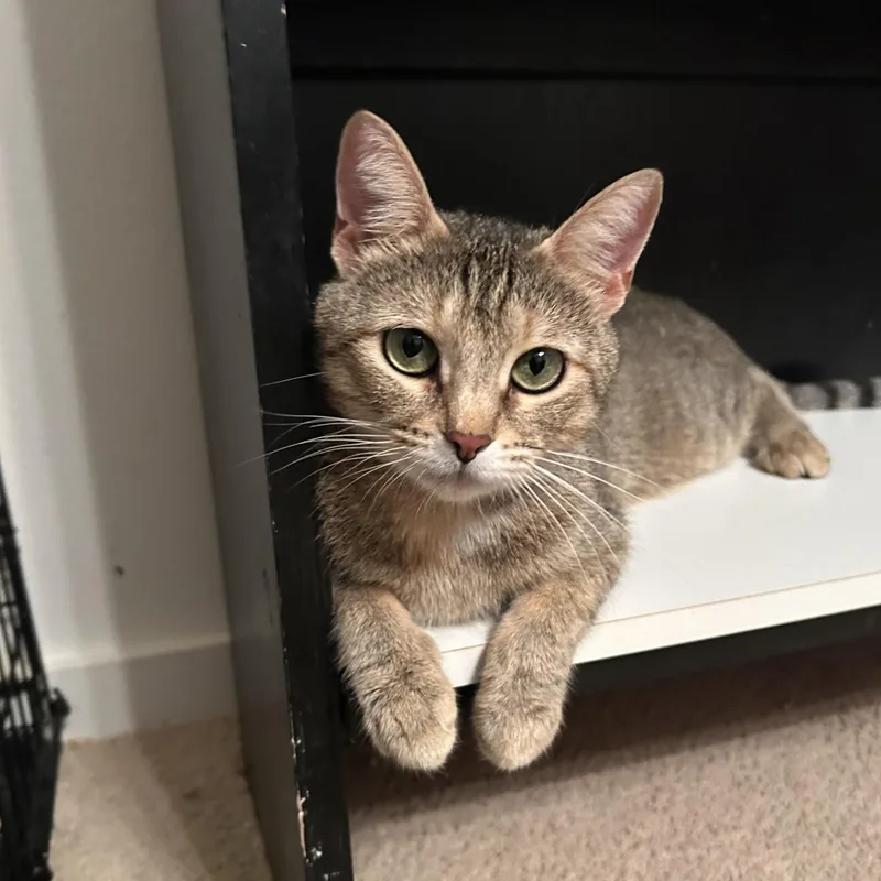 An adult medium-sized female Tabby (Buff / Tan / Fawn) Domestic Short Hair cat named Rosie for adoption in Springdale, AR