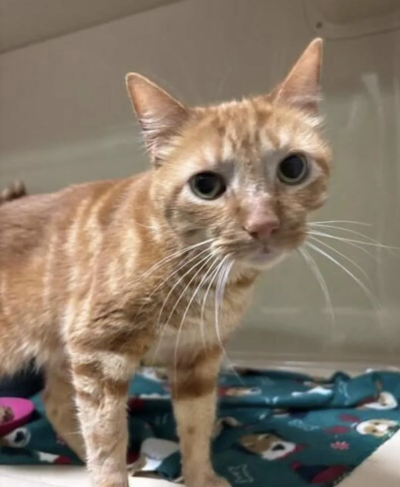 An adult medium-sized male Orange & White Domestic Short Hair cat named Garth Brooks At Elyria for adoption in Elyria, OH