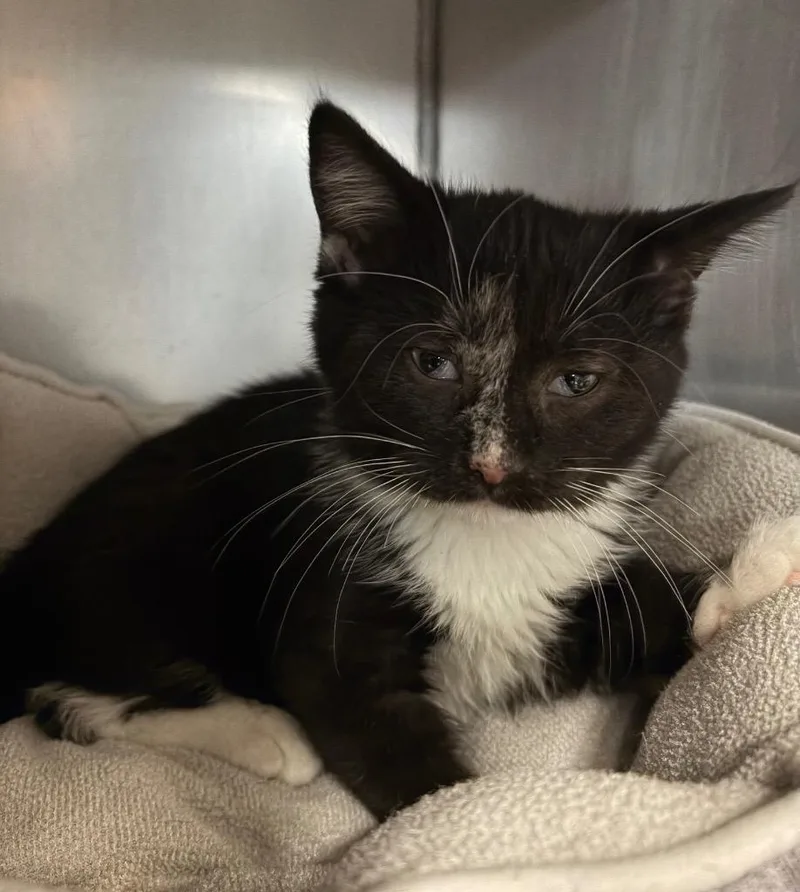 A baby medium-sized female Domestic Short Hair cat named Remi for adoption in Huntington, IN