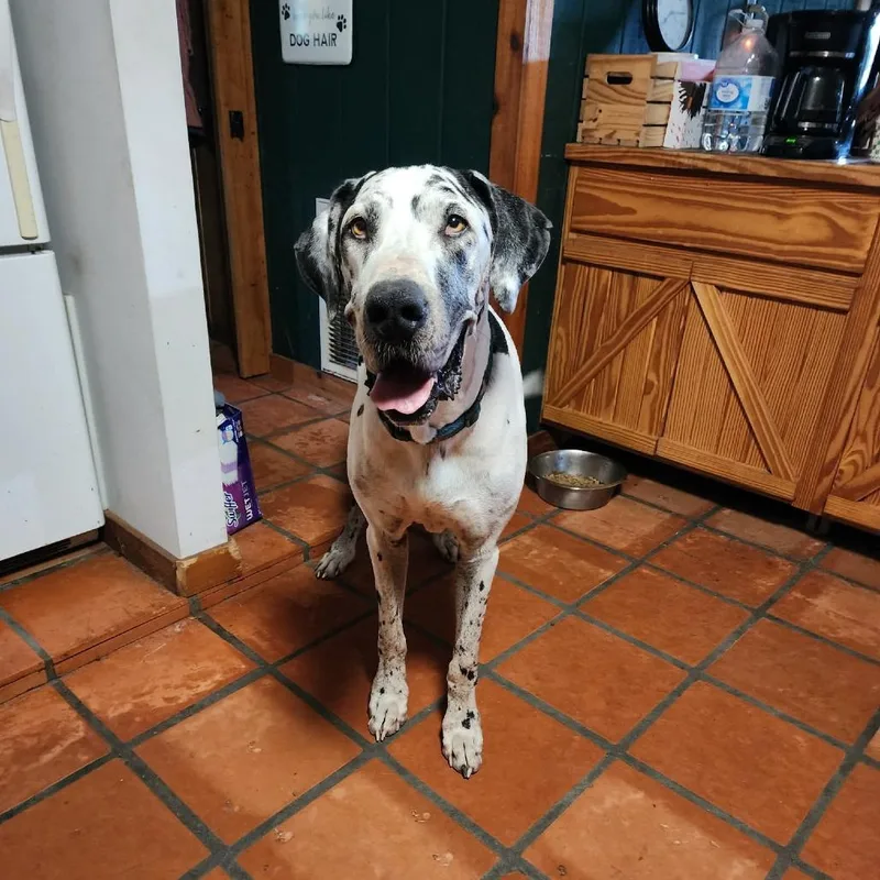 An adult extra large-sized male White / Cream Great Dane dog named Zander for adoption in Sarasota, FL