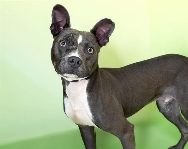 A young medium-sized male Australian Kelpie dog named Stewey for adoption in Fort Lauderdale, FL