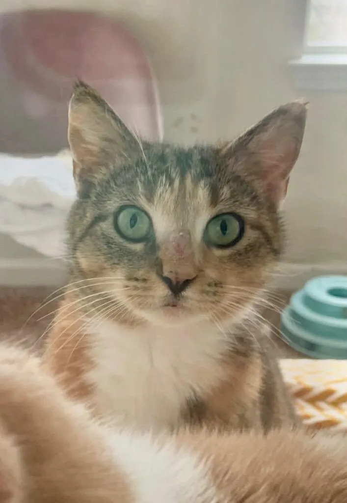 An adult large-sized female Domestic Short Hair cat named Pumpkin for adoption in Augusta, GA