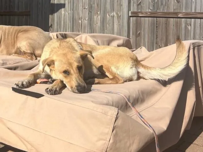 A young medium-sized female Yellow / Tan / Blond / Fawn Mixed Breed dog named Shirley for adoption in Sudbury, MA