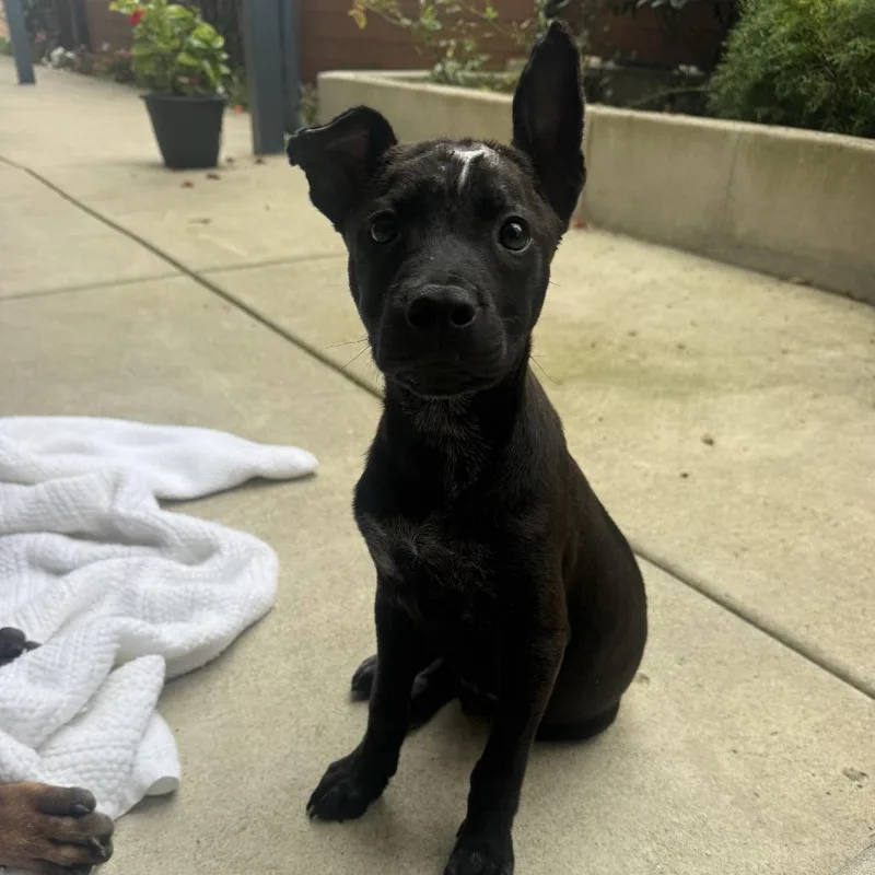 A baby small-sized male Black Labrador Retriever dog named Perseus for adoption in San Diego, CA