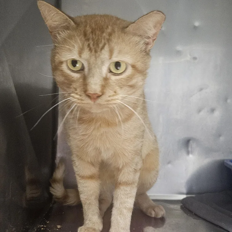 A young large-sized male Buff / Tan / Fawn Domestic Short Hair cat named Chewie for adoption in Fall River, MA