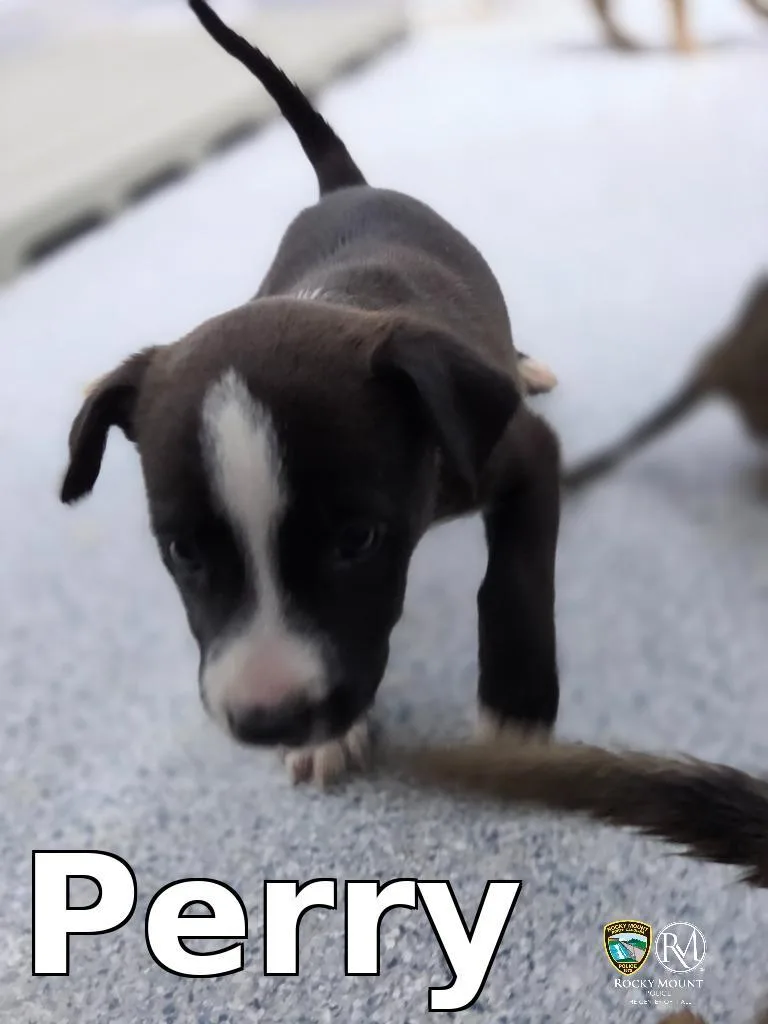 A baby medium-sized female Shepherd dog named Perry for adoption in Rocky Mount, NC
