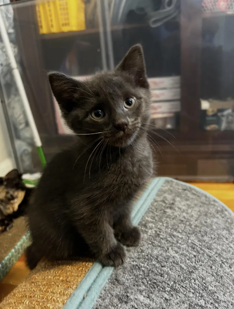 A baby medium-sized female Domestic Short Hair cat named Spumoni & Affogato for adoption in Thomaston, CT