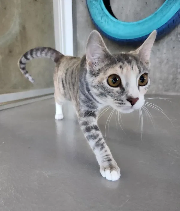 A young medium-sized female Domestic Short Hair cat named Treat for adoption in Healdsburg, CA
