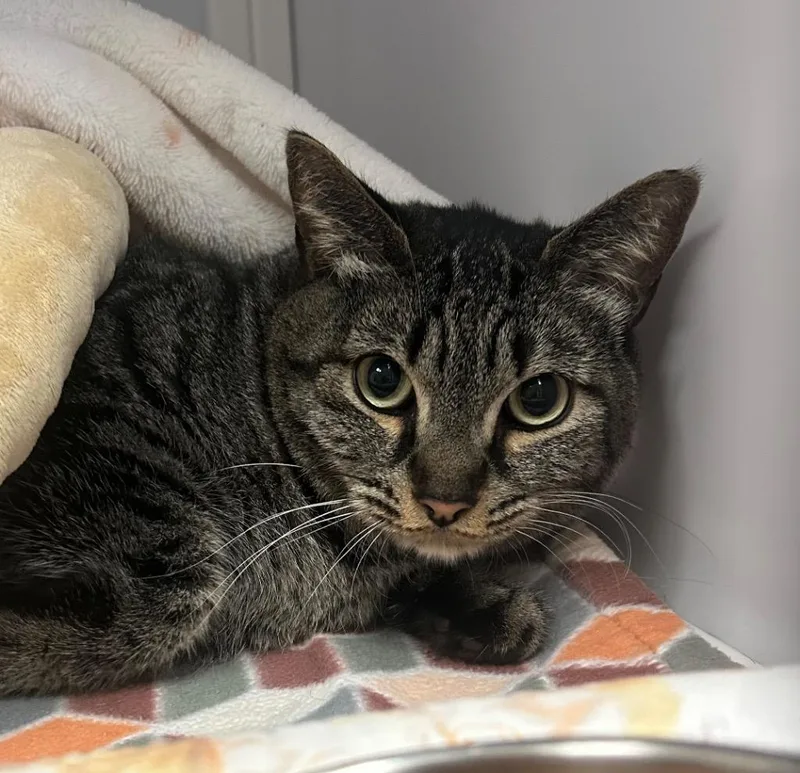 An adult medium-sized female Domestic Short Hair cat named Thor Thor for adoption in Peoria, AZ