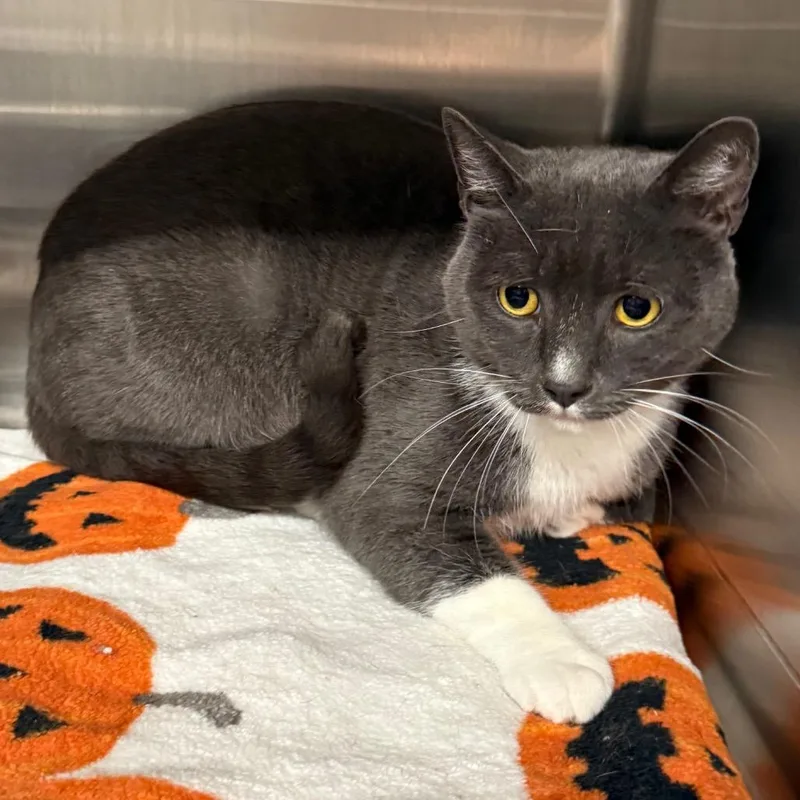 An adult large-sized male Domestic Short Hair cat named Todd for adoption in Spokane, WA