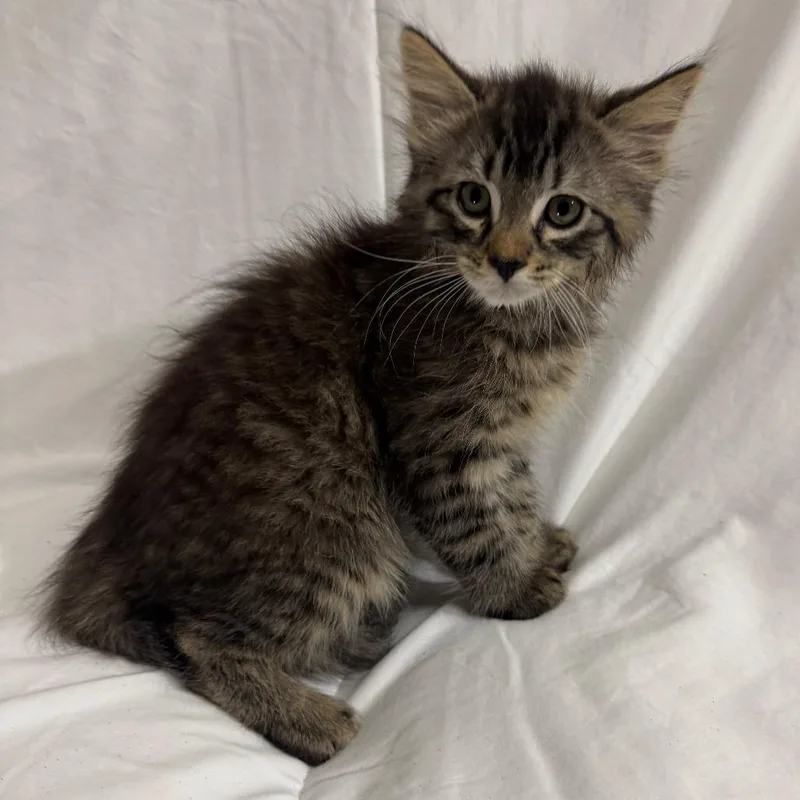 A baby small-sized male Brown / Chocolate Domestic Medium Hair cat named Jonah for adoption in Sunnyvale, CA