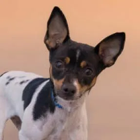 An adult small-sized female Black Rat Terrier dog named Delilah for adoption in Palm Springs, CA