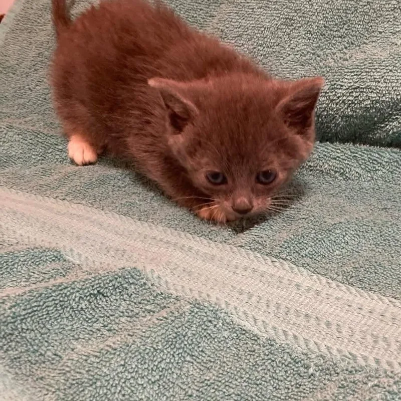A baby medium-sized female Gray / Blue / Silver Domestic Short Hair cat named Grasshopper for adoption in Delmar, NY