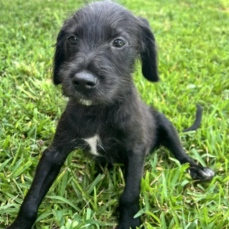 A baby medium-sized male Black Poodle dog named Bam Bam for adoption in New Orleans, LA