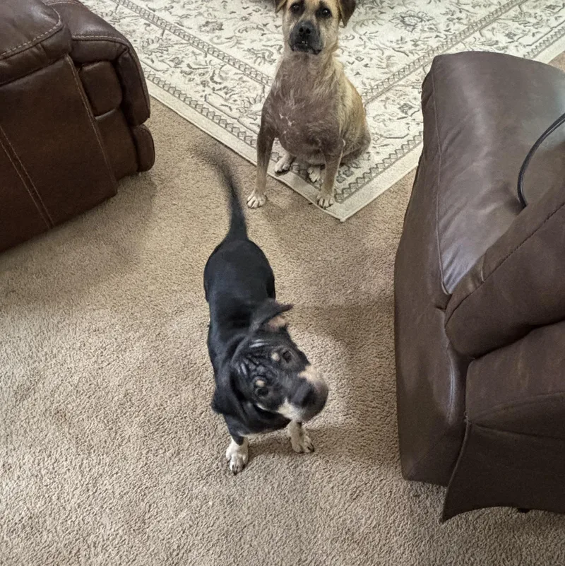 A baby medium-sized female Black Mixed Breed dog named Annie for adoption in Houston, TX