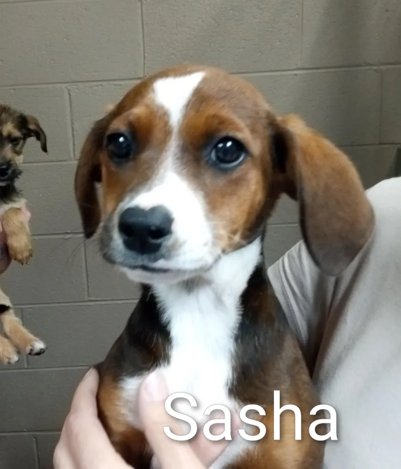 Sasha