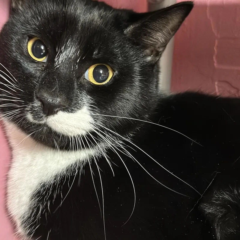 Dwight Gratiot thumbnail 2