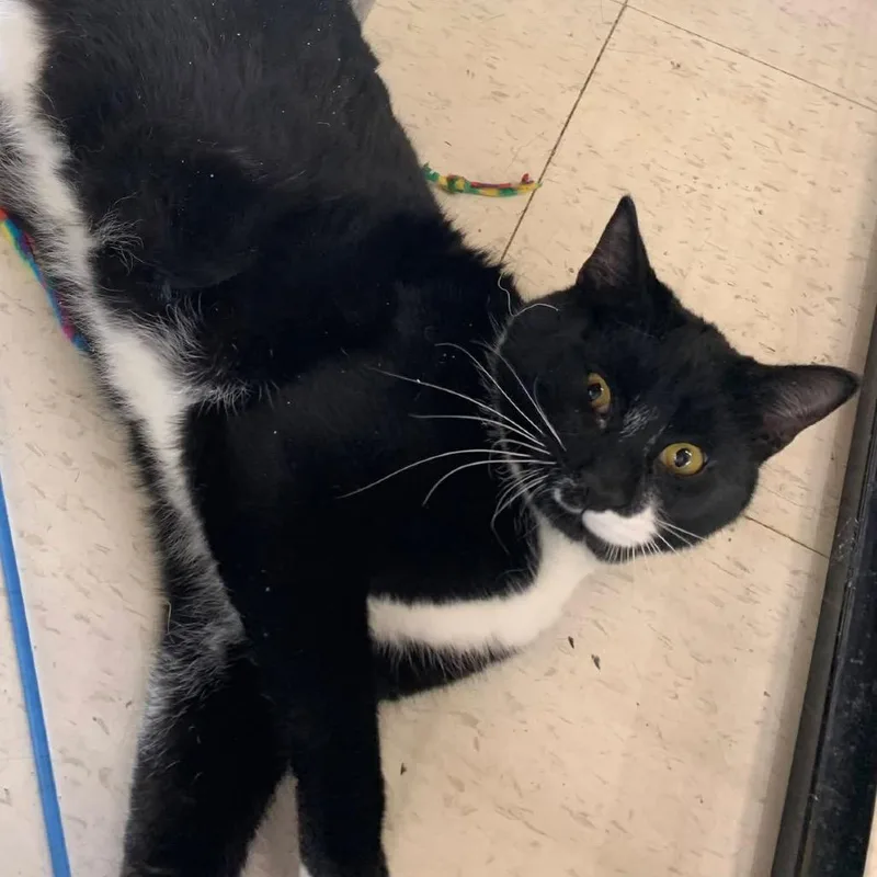 Dwight Gratiot thumbnail 3