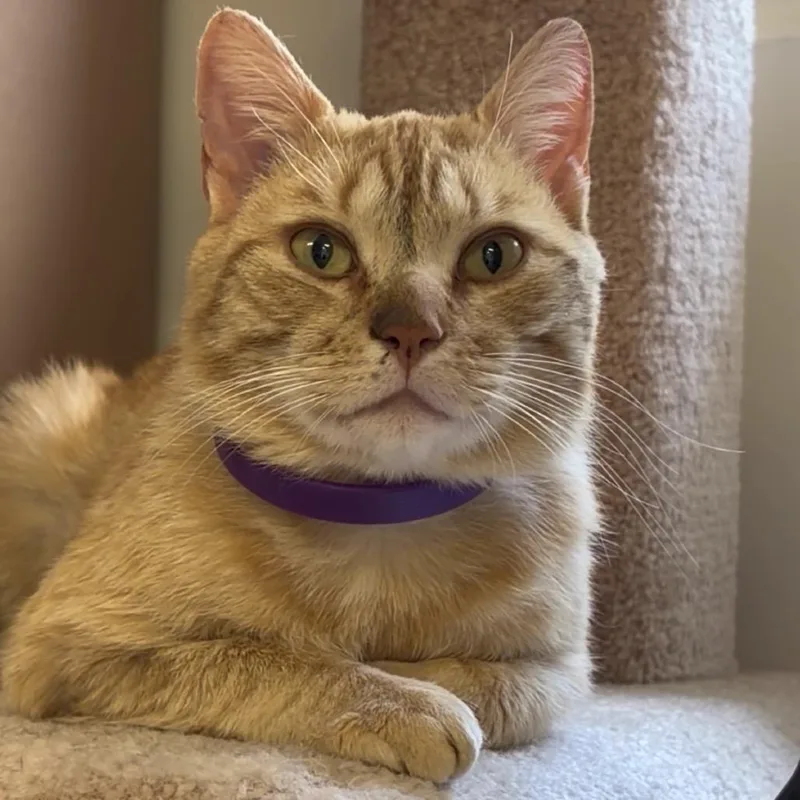 An adult medium-sized male Orange / Red Domestic Short Hair cat named Toto for adoption in Middlebury, VT