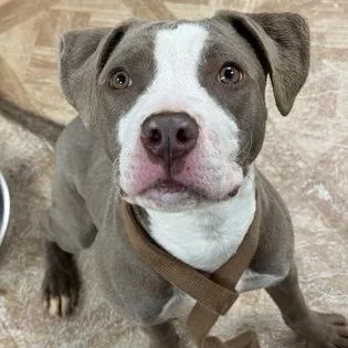 A young medium-sized female Pit Bull Terrier dog named Latte for adoption in Worcester, MA