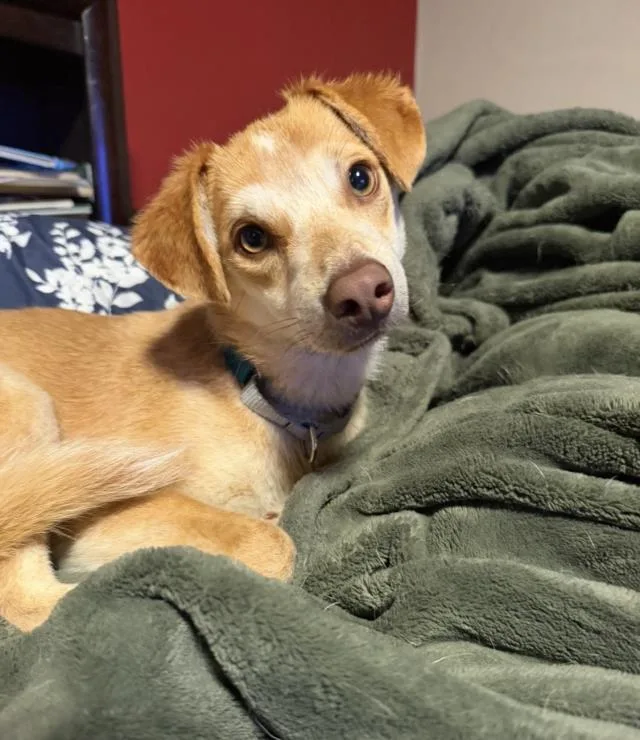 A young medium-sized male Chihuahua dog named Kai for adoption in Santa Barbara, CA